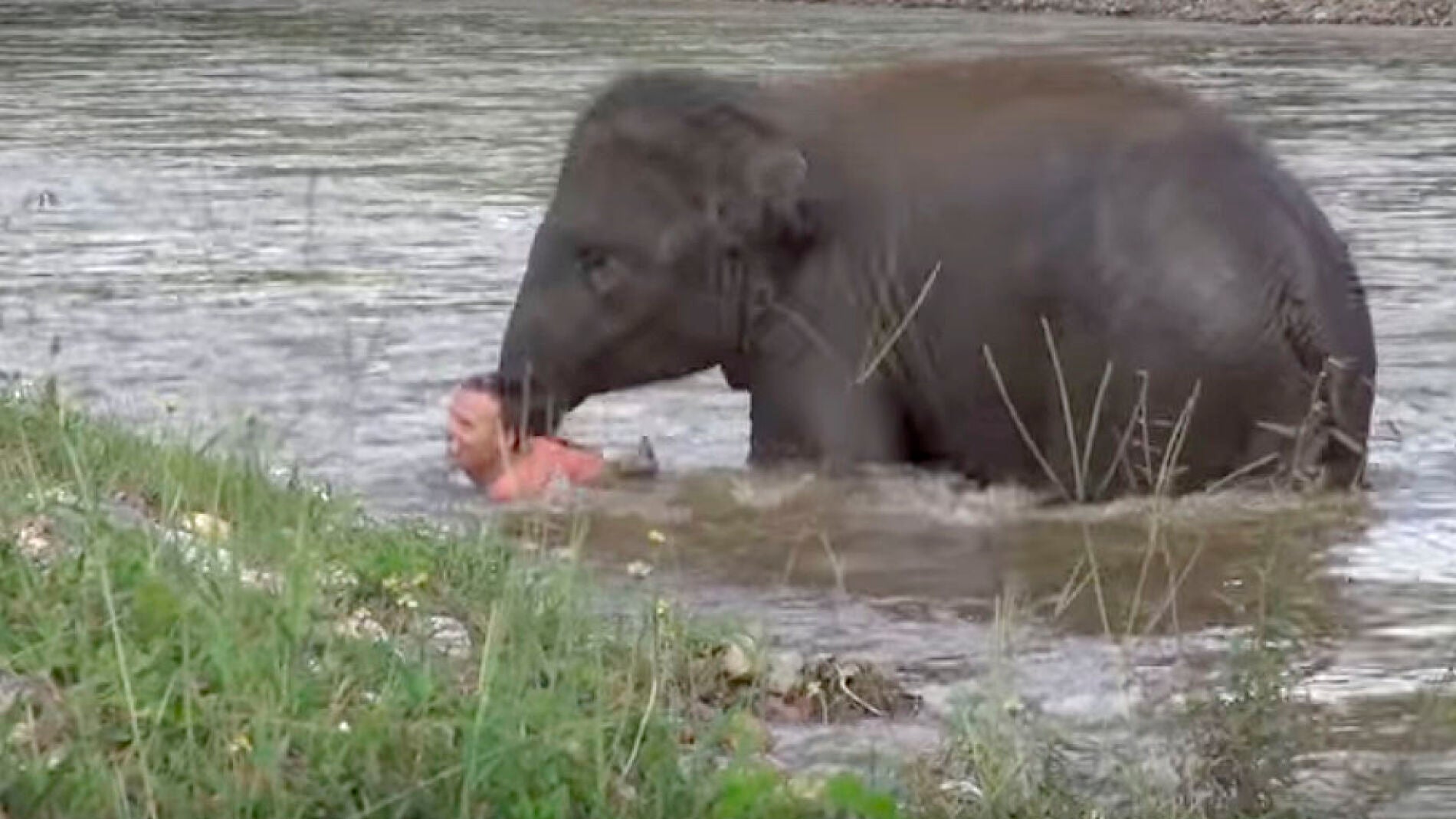 Un elefante 'rescata' a su cuidador