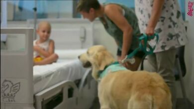 Trabajadores del hospital La Fe prestan sus perros a niños con cáncer para aliviar su hospitalización 