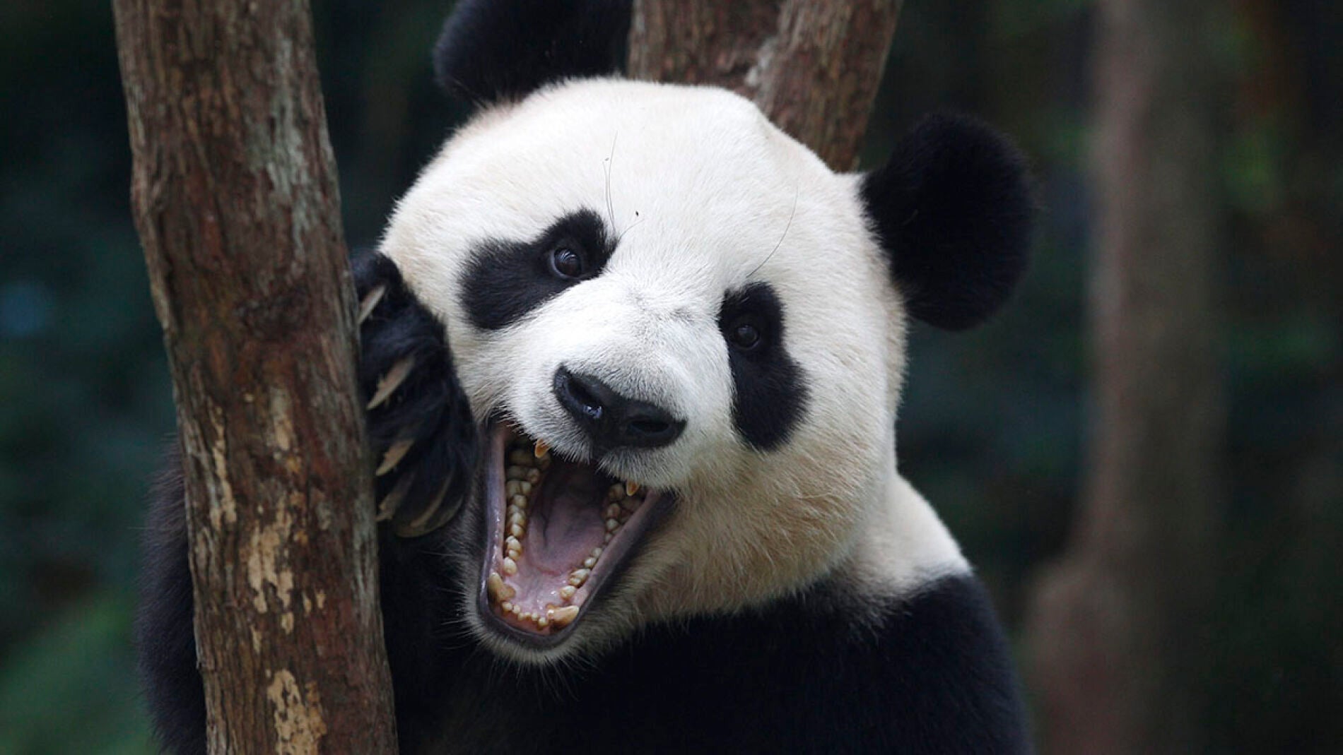 Jia Jia, el oso panda m&aacute;s longevo en cautividad