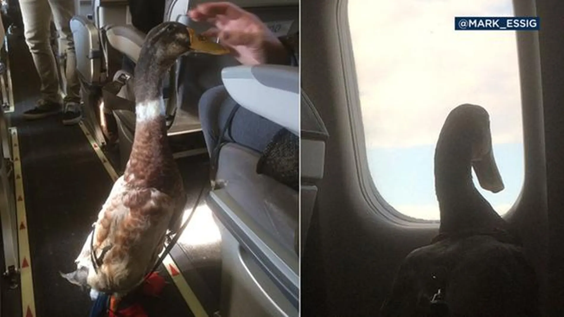 Donald el pato Donald el pato