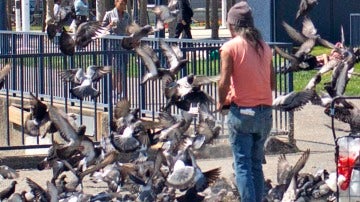 Un hombre alimentando a las palomas