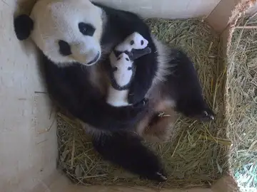 Las dos crías de panda nacidas en agosto Las dos crías de panda nacidas en agosto