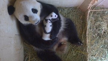 Las dos crías de panda nacidas en agosto