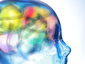 ¿Cómo funciona el cerebro humano? ¿Cómo funciona el cerebro humano?
