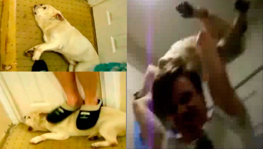 Imágenes Baby, el perro maltratado