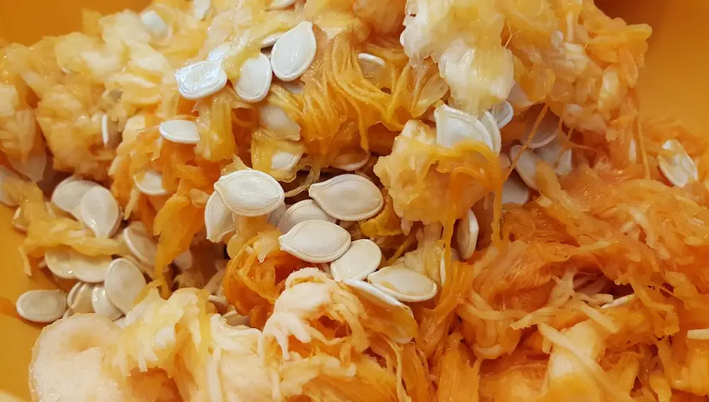 Las semillas de la calabaza son aprovechables.