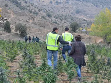 Plantación de marihuana en Teruel Plantación de marihuana en Teruel