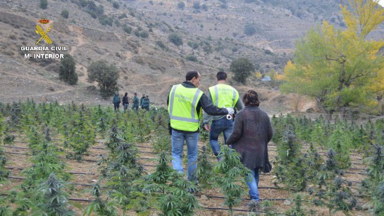 La Guardia Civil desmantela la mayor plantación de marihuana en Aragón