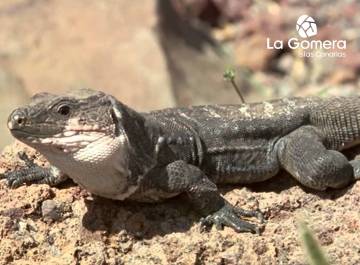 Lagarto Gigante de La Gomera