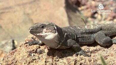 Liberan a nuevos ejemplares del Lagarto Gigante de La Gomera para que se recupere la especie en la naturaleza