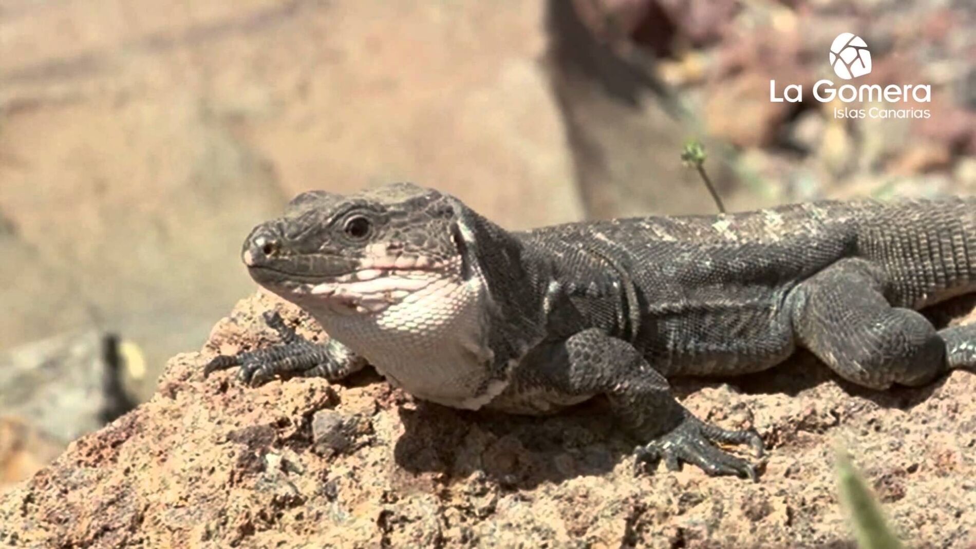 Lagarto Gigante de La Gomera