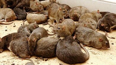 Una plaga de ratas afecta al centro de Sabadell sin que conozca su origen
