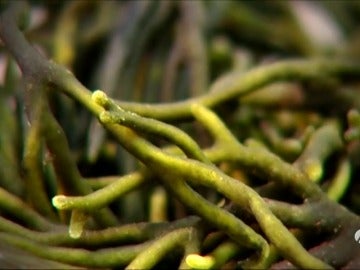 Frame 0.0 de: Descubre la 'lechuga del mar', las algas, un ingrediente más en nuestros platos