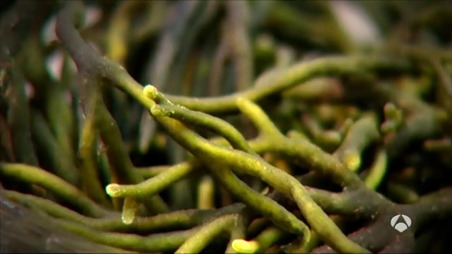 Frame 0.0 de: Descubre la 'lechuga del mar', las algas, un ingrediente más en nuestros platos