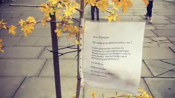 El árbol y su mensaje El árbol y su mensaje