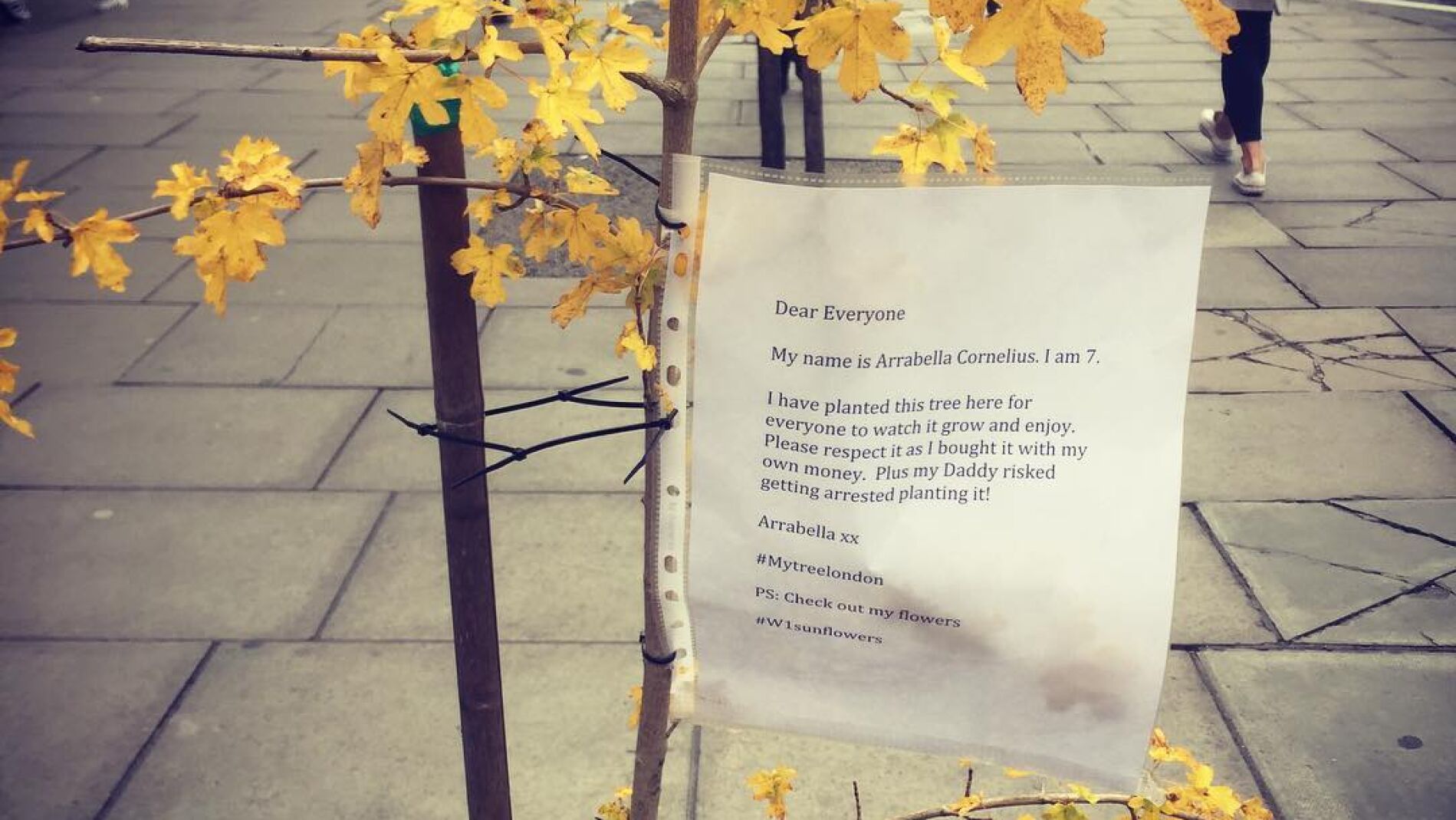 El &aacute;rbol y su mensaje 