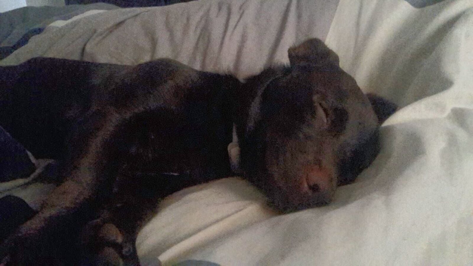 Un estudio revela que los perros sueñan con sus dueños para poder dormir plácidamente