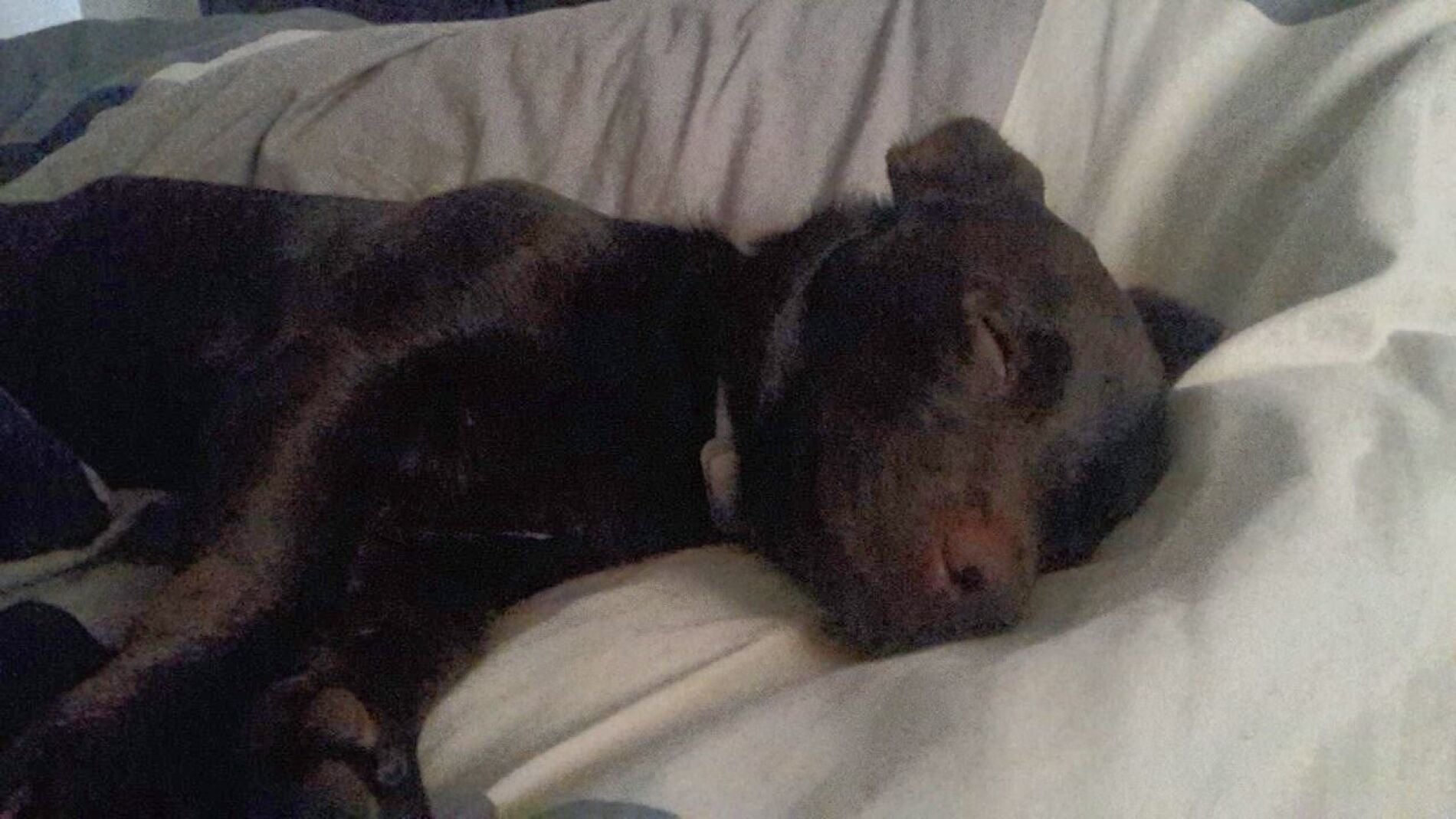 Una perra mestiza durmiendo