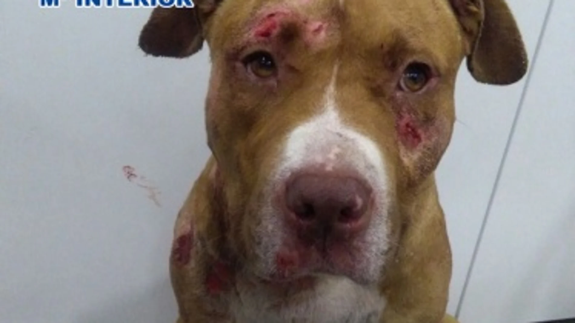 Uno de los perros rescatados Uno de los perros rescatados