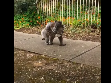 La mamá koala lleva a pasear a su bebé La mamá koala lleva a pasear a su bebé