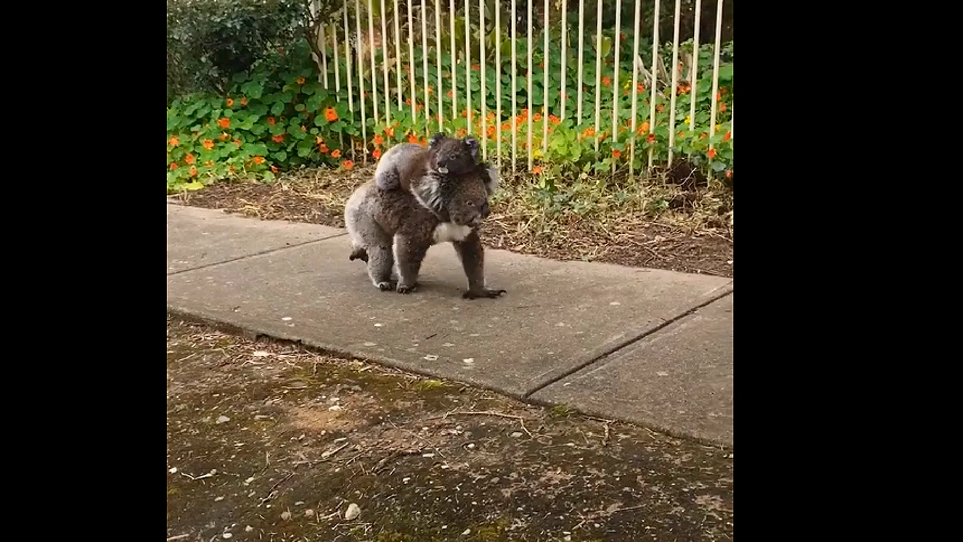 La mamá koala lleva a pasear a su bebé