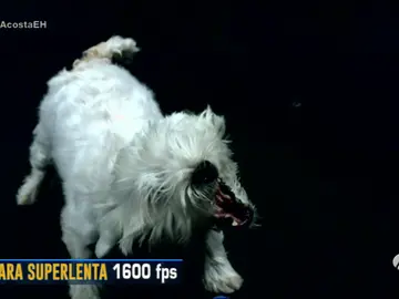 Frame 94.304693 de: perro soplahojas Frame 94.304693 de: perro soplahojas