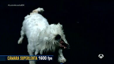 ¿Son los perros enemigos de la tecnología?