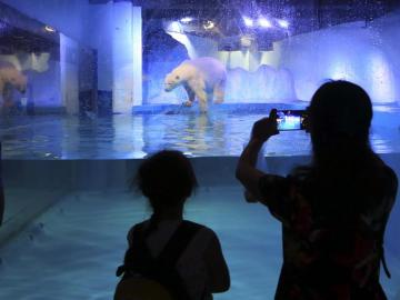 Ciudadanos chinos fotografían a Pizza, el "oso polar más triste del mundo"