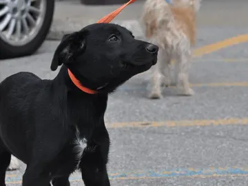 Un perro en la calle Un perro en la calle