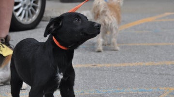 Un perro en la calle