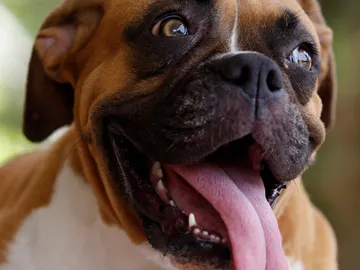 Perro de raza boxer Perro de raza boxer