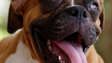 Perro de raza boxer