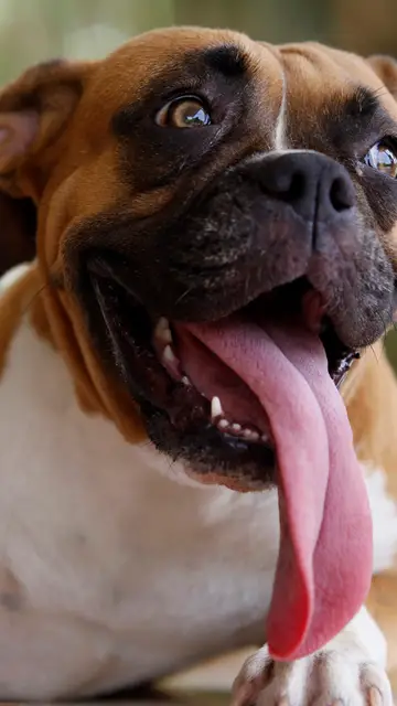 Perro de raza boxer Perro de raza boxer