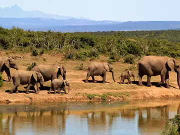 La caza furtiva de elefantes africanos produce pérdidas millonarias en el turismo La caza furtiva de elefantes africanos produce pérdidas millonarias en el turismo