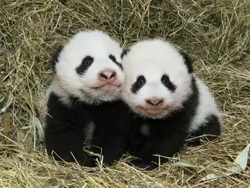 Fu Ban y Fu Feng, los osos panda gemelos Fu Ban y Fu Feng, los osos panda gemelos