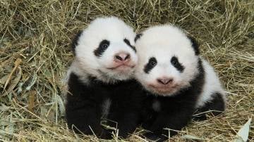 Fu Ban y Fu Feng, los osos panda gemelos