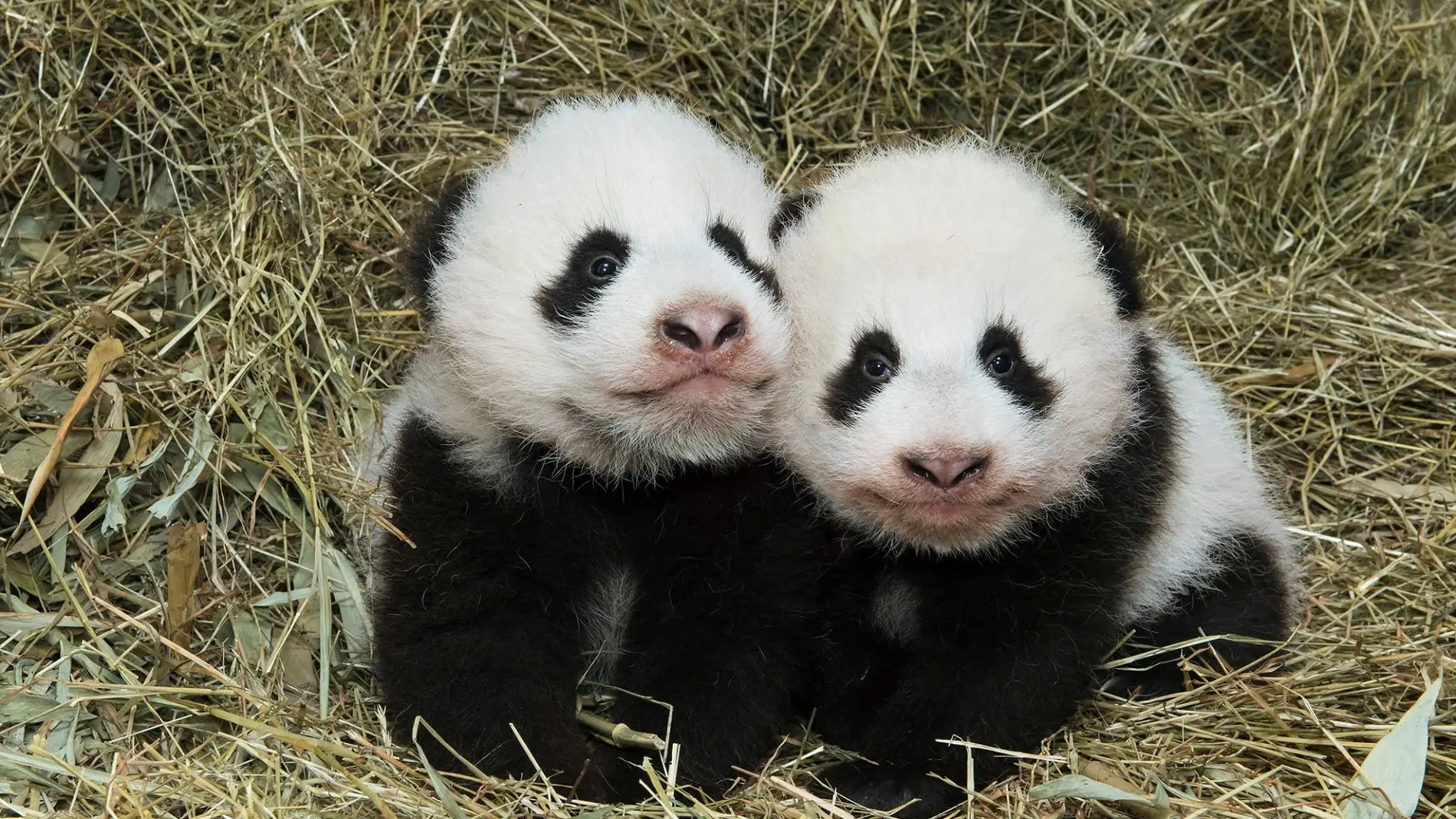 Fu Ban y Fu Feng, los osos panda gemelos Fu Ban y Fu Feng, los osos panda gemelos