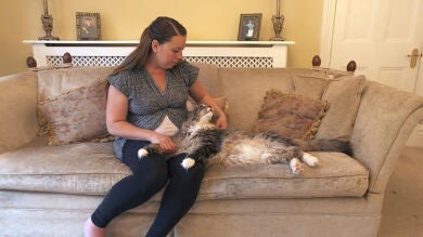 Ludo, el gato que ha entrado en el 'Libro Guinness de los Récords 2017' por ser el más largo