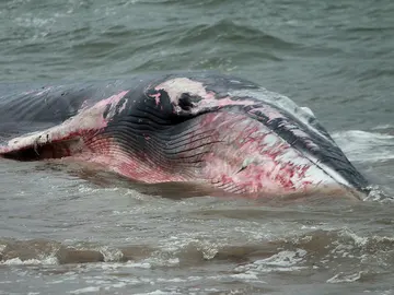 ballena varada en Chile ballena varada en Chile