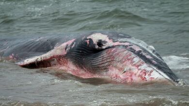 Una ballena azul gigante, salvada por un grupo de pescadores tras quedar varada en Chile