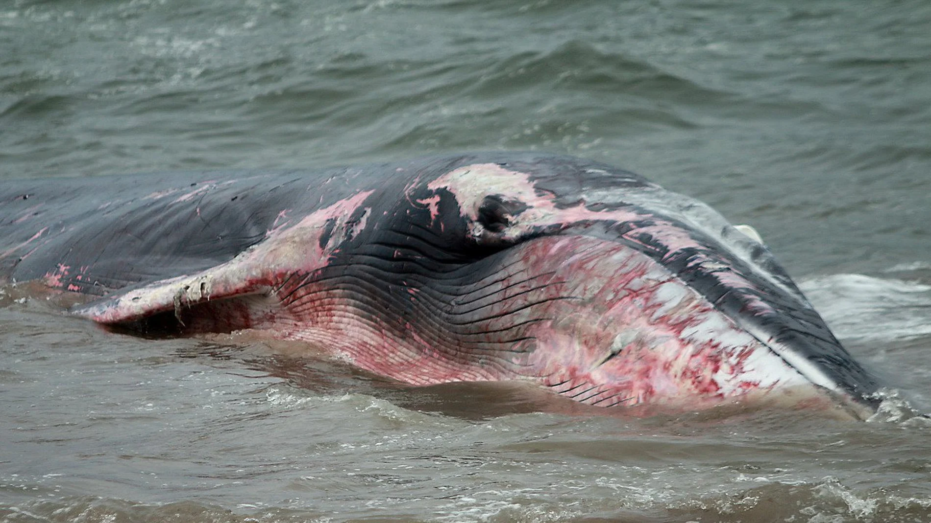 ballena varada en Chile ballena varada en Chile