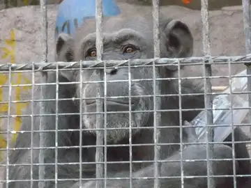 La chimpancé Cecilia La chimpancé Cecilia