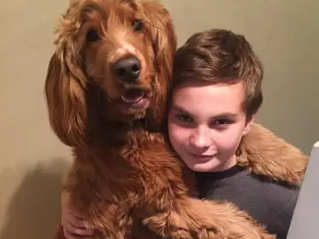 Oscar, el perro atropellado Oscar, el perro atropellado