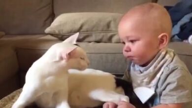 Un gato recién adoptado muestra con un cariñoso gesto que acepta al bebé de la casa cuando el pequeño le coge de la pata