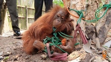 Rawit, el orangután rescatado
