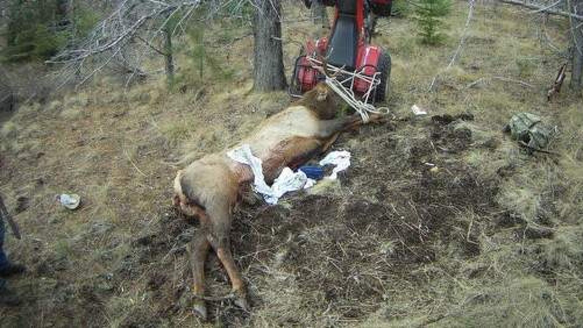 Imagen del cad&aacute;ver del alce