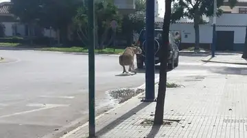 Arrastra a un burro atado en un todoterreno Arrastra a un burro atado en un todoterreno