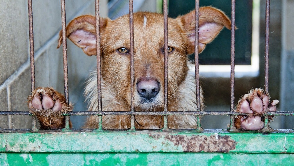 Rescatan dos perros desnutridos y abandonados