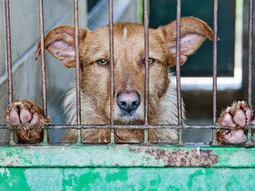 Rescatan dos perros desnutridos y abandonados Rescatan dos perros desnutridos y abandonados