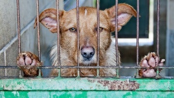 Rescatan dos perros desnutridos y abandonados 